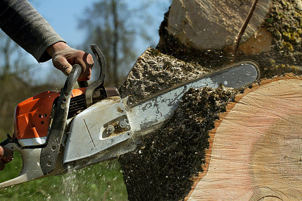 Nanuet, NY Tree Services Company